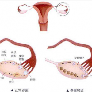 赛尔号米米号和密码 赛尔号米米号密码修改） 代孕供卵机构有几家